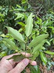 Petalostigma triloculare