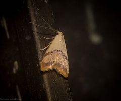 Hapaloteucha paragramma