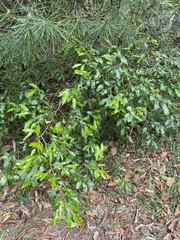 Petalostigma triloculare