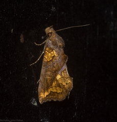 Plusiodonta arctipennis