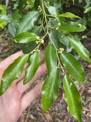 Petalostigma triloculare