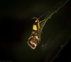 Epithymema helias