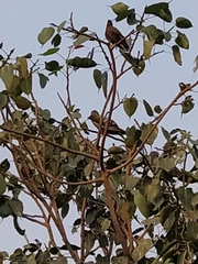 Columba livia domestica