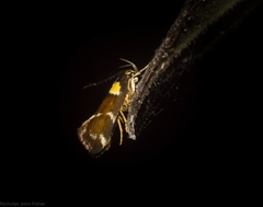 Epithymema helias
