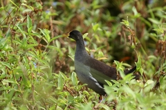 Paragallinula angulata