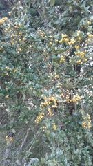 Duranta mutisii