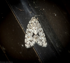 Thallarcha macilenta