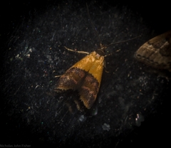 Hapaloteucha polemistis