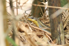 Gerrhosaurus nigrolineatus