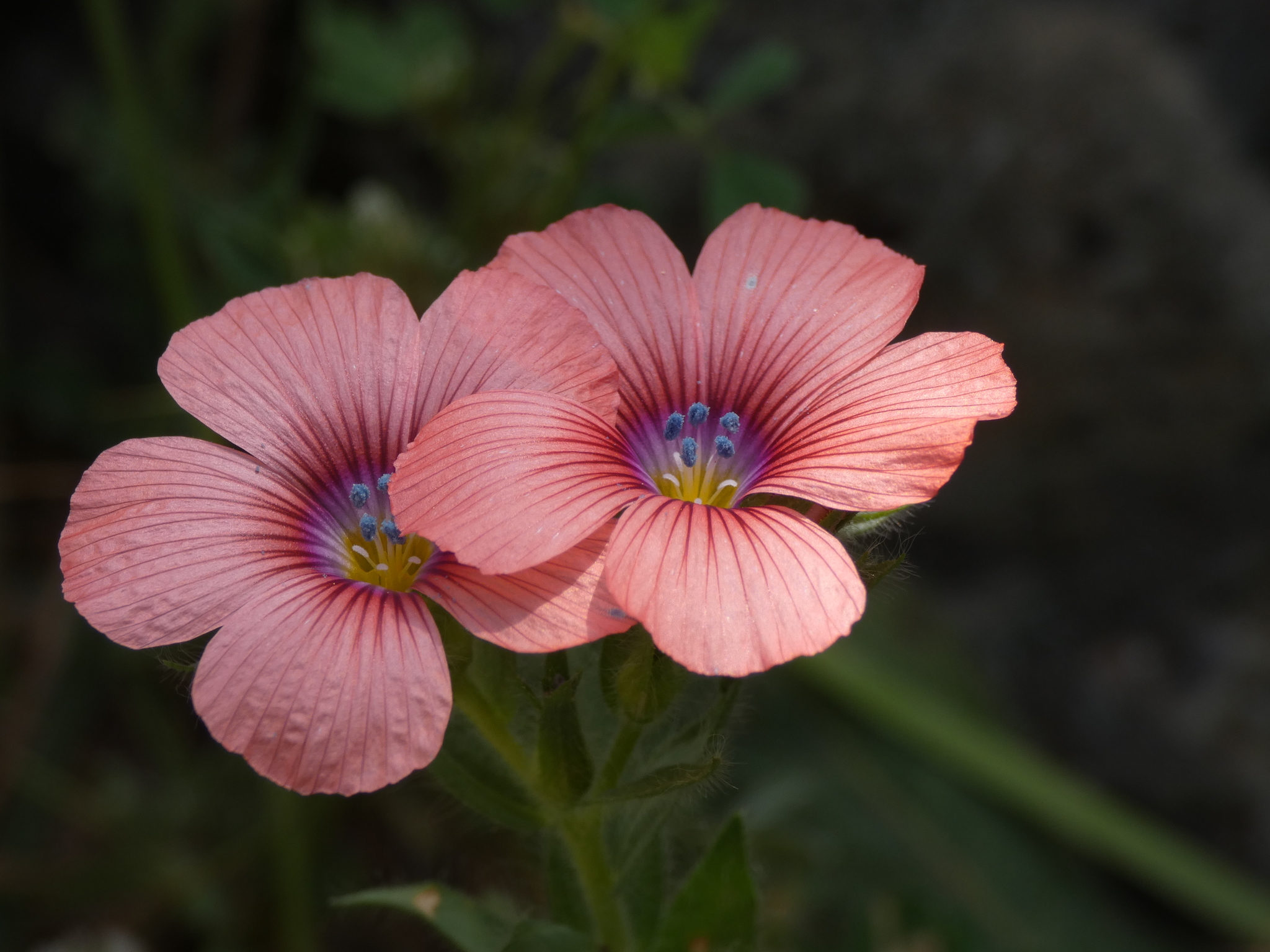 Linum