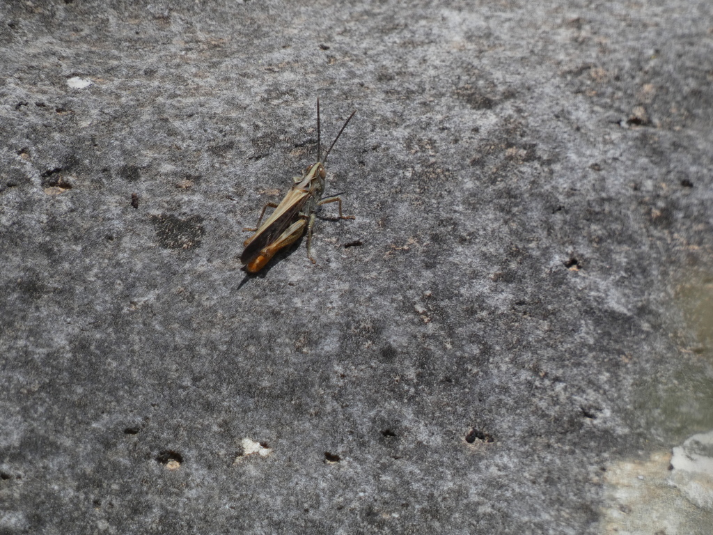 Chorthippus maritimus maritimus
