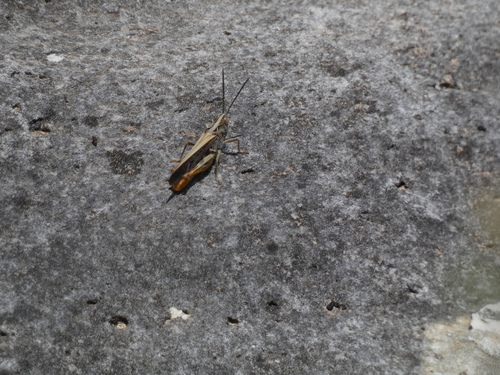 Chorthippus maritimus maritimus