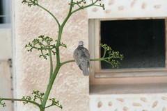 Streptopelia decaocto
