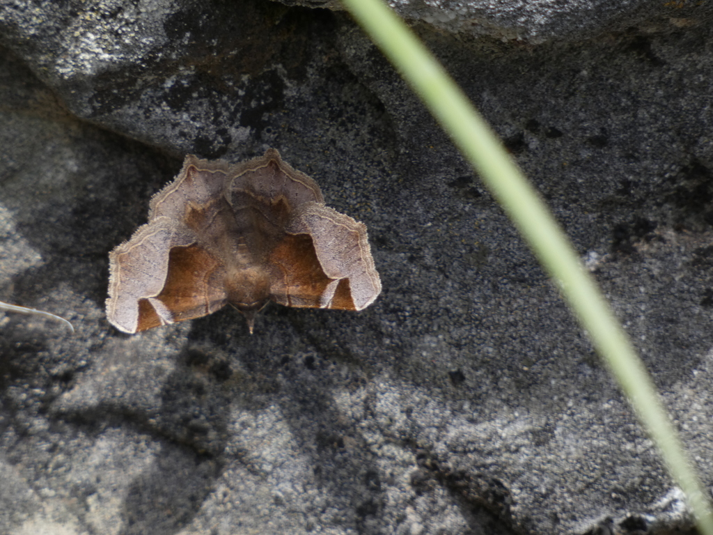 Zethes insularis