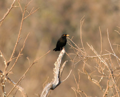 Turdus merula mauritanicus