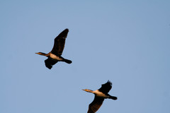 Phalacrocorax carbo maroccanus