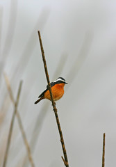 Phoenicurus moussieri