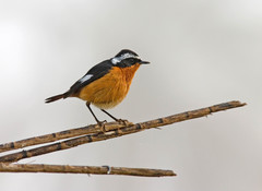 Phoenicurus moussieri