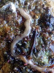 Baseodiscus delineatus