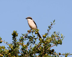 Lanius excubitor algeriensis