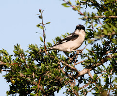 Lanius excubitor algeriensis