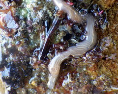 Baseodiscus delineatus