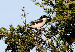 Lanius excubitor algeriensis