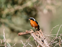 Phoenicurus moussieri
