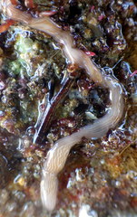 Baseodiscus delineatus