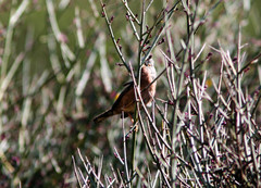 Curruca deserticola