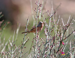 Curruca deserticola