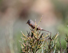 Curruca deserticola