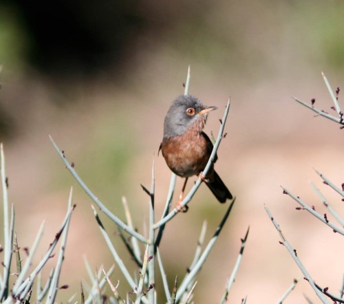 Foto de Tristram's Warbler