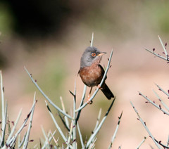 Curruca deserticola
