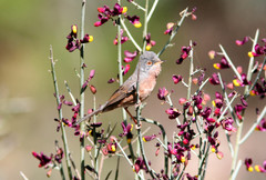 Curruca deserticola