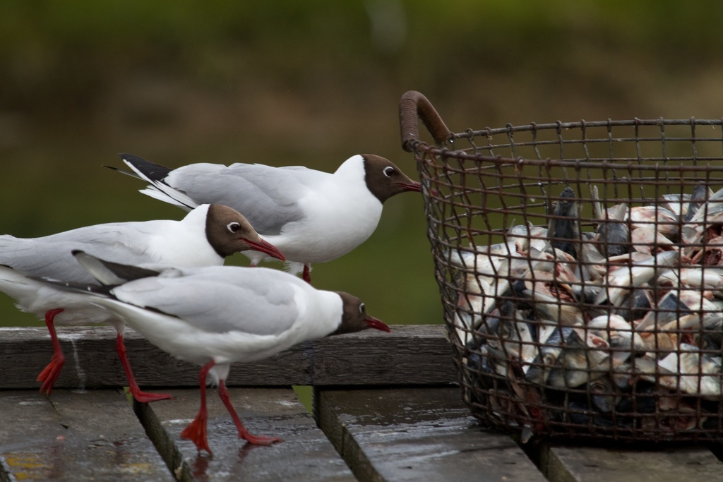Mouette rieuse