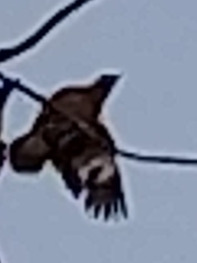 Acridotheres tristis