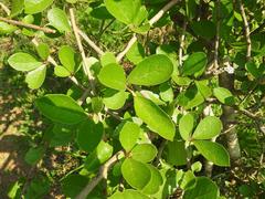 Antidesma venosum