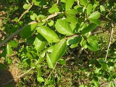 Antidesma venosum