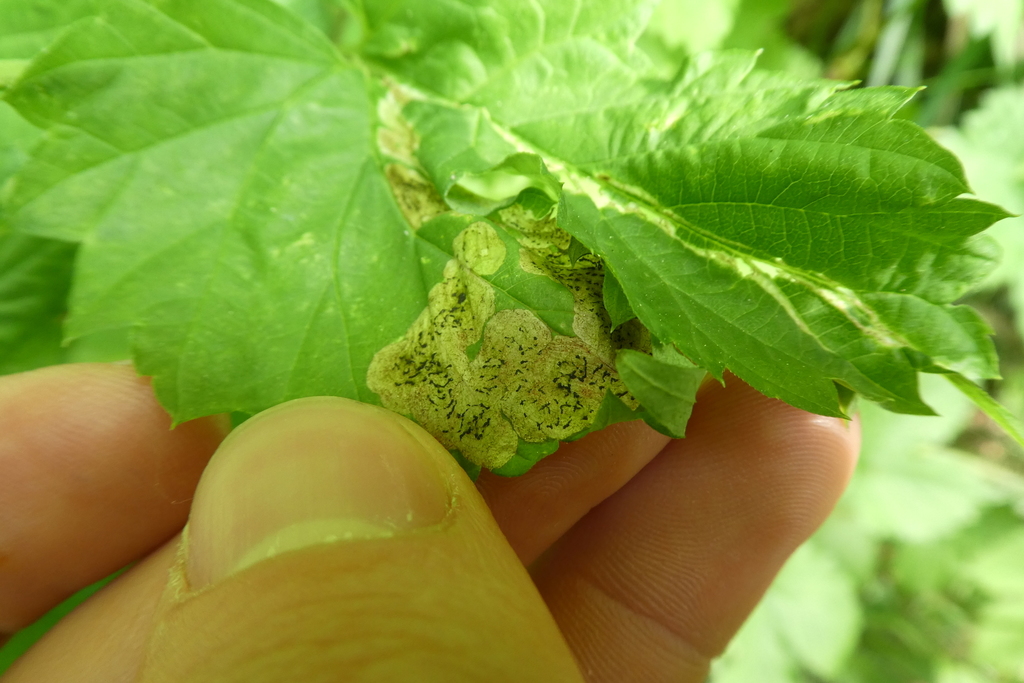Agromyza igniceps