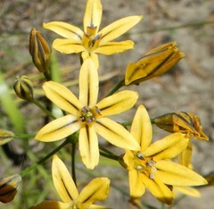 Triteleia ixioides anilina