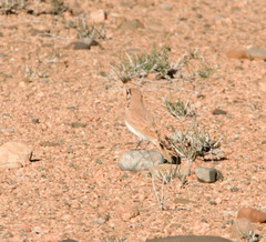 Eremophila bilopha