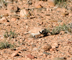 Eremophila bilopha
