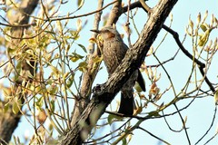 Hypsipetes amaurotis