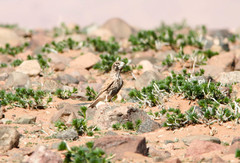 Ramphocoris clotbey
