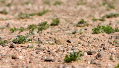 Pterocles coronatus