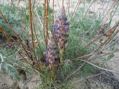 Orobanche coerulescens
