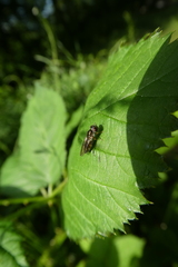 Syrphidae