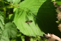 Syrphidae
