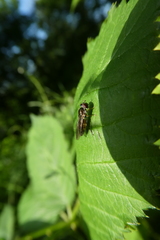 Syrphidae